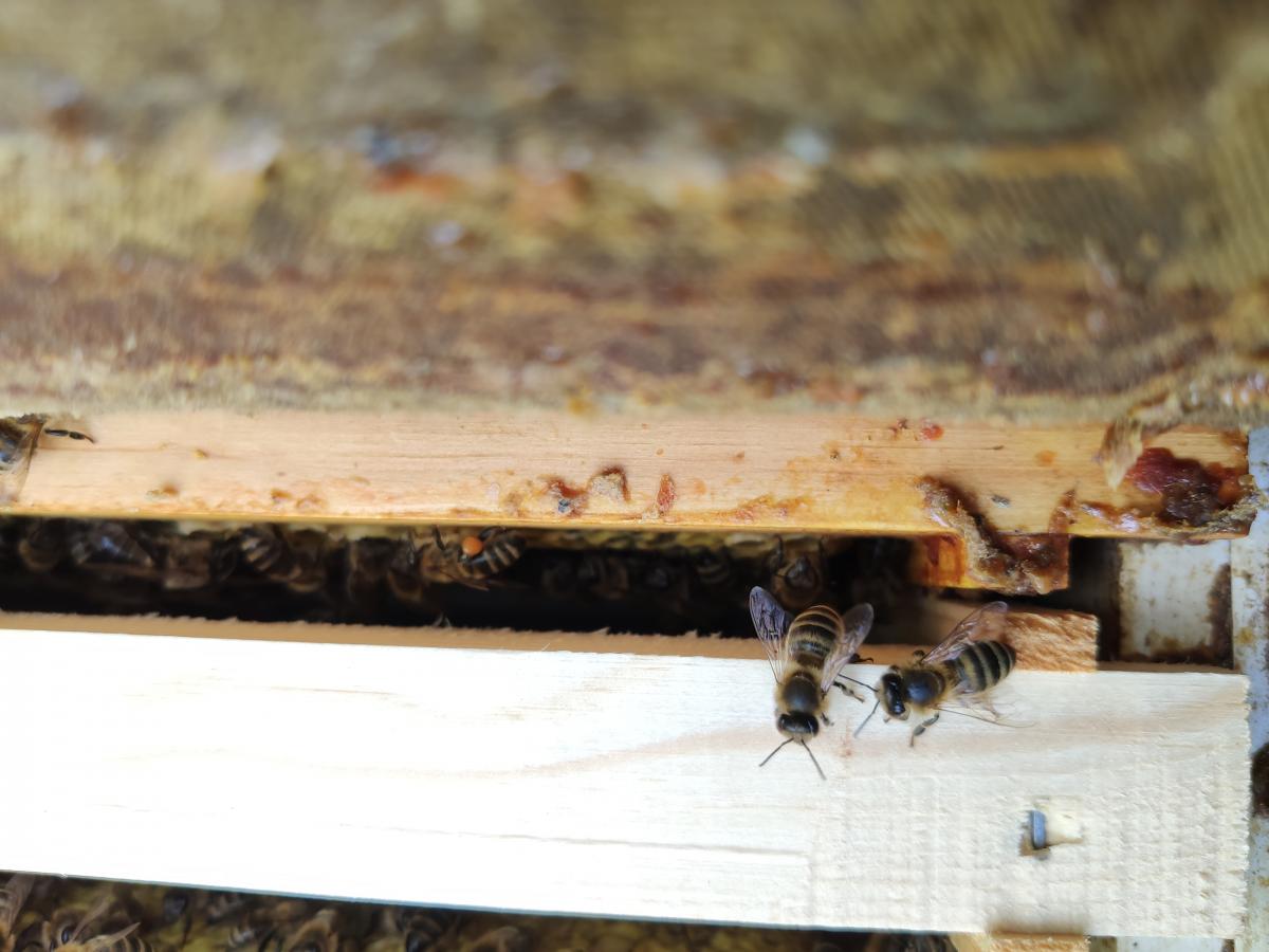 Пчела на рамке